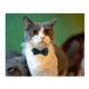 thumbnail image 4 of 4 Uds collares de gato de Navidad, collar de gato mascota hebilla de seguridad campana de Navidad algodón a cuadros escocés Bo, 4 of 5