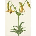 thumbnail image 3 of Mary Vaux Walcott 14x18 Black Modern Framed Museum Art Print Titled - Canada Lily. Lily Canadense (1925), 3 of 5