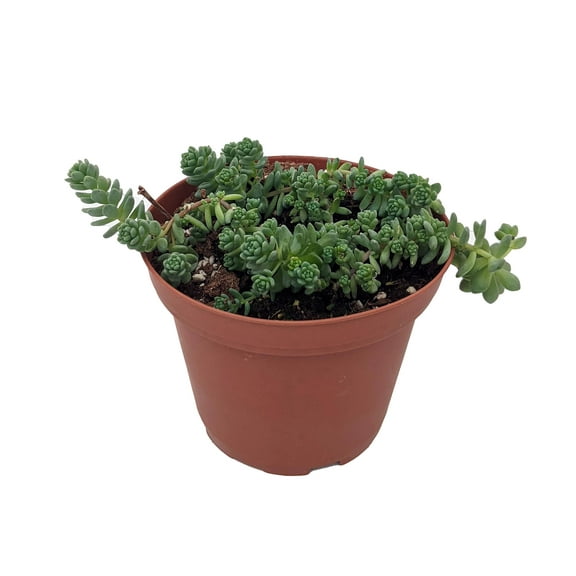 Corsican Blue Tears Sedum - Sedum dasyphyllum - 3.7" Pot - Indoors or Out