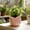 B, variant on 1PC 3D Rose Shaped Plant Pot, Decorative Indoor Planter Pot, Novelty Flower-Shaped Plant Container, Aesthetic Home & Room Decor Pot, 4 Color Rose Planter for Indoor Small Plants,2.24×2.16in,D