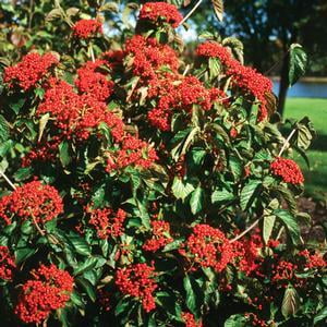 Candy Plant - Viburnum-Cardinal-Candy - QT Pot (Shrub)