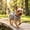Gray, variant on No-Pull Dog Leash, Breathable Adjustable Chest Strap for Small Medium Dogs, Non-Escape Outdoor Walking Vest, Reflective Nylon Pet Leash for Hiking