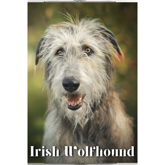 Irish Wolfhound: Dog breed overview and guide (Paperback)