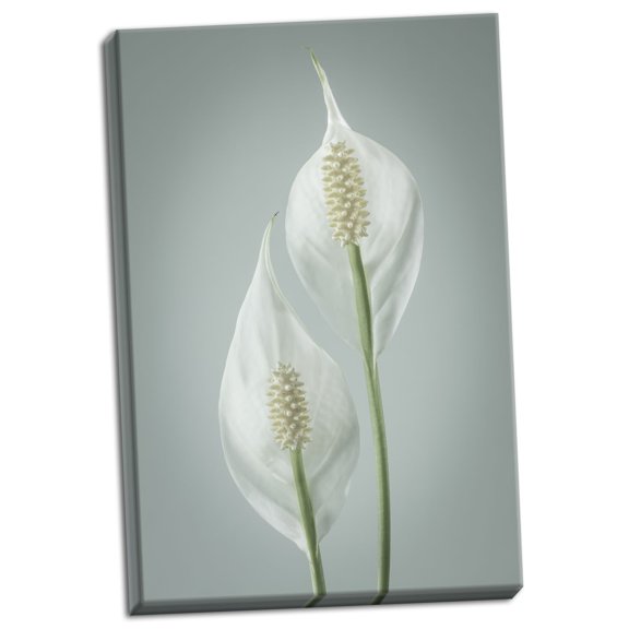 Gango Home Decor Contemporary Peace Lily I by Kathy Mahan (Ready to Hang); One 24x36in Hand-Stretched Canvas