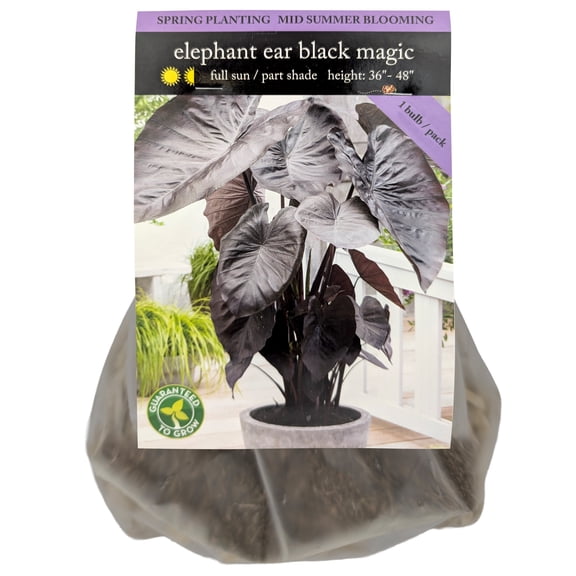 EuroBlooms Black Magic Elephant Ear Flower Bulbs, Bag of 1, Tropical Foliage Landscape Plant