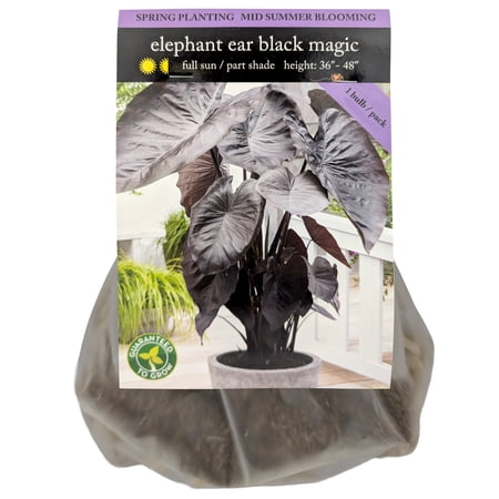 EuroBlooms Black Magic Elephant Ear Flower Bulbs, Bag of 1, Tropical Foliage Landscape Plant