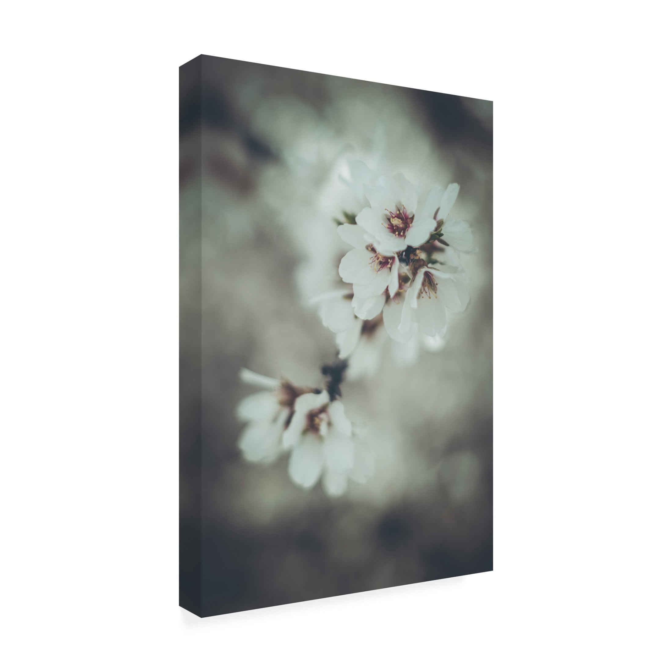 Trademark Fine Art Tim Mossholder Almond Blossoms Canvas Wall Art