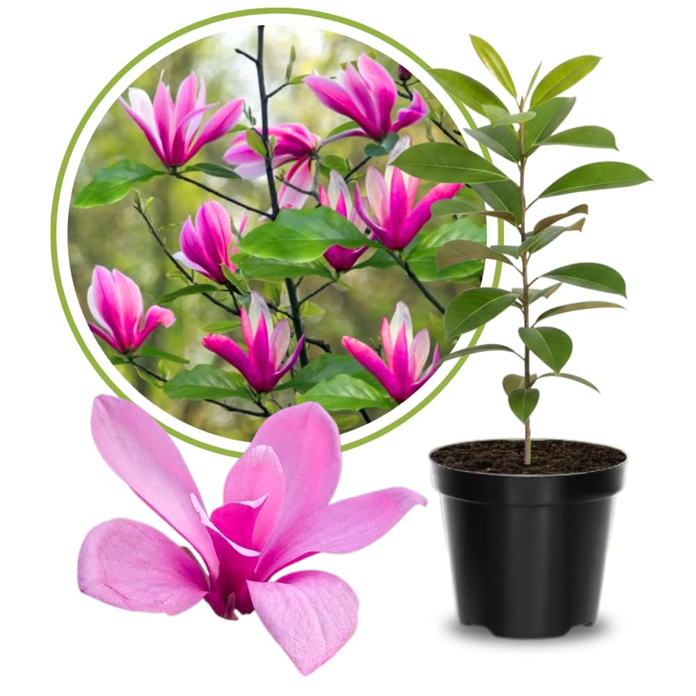 8 in. Hakuro Nishiki Willow Tree - Walmart.com
