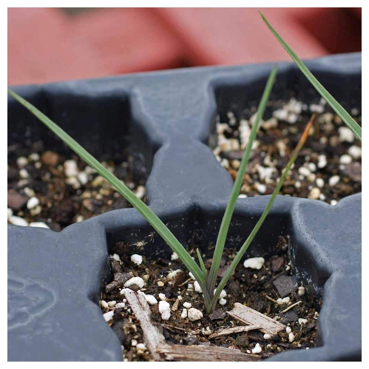 Everwilde Farms - 1 oz Western Spiderwort Native Wildflower Seeds - Gold Vault Bulk Seed Packet