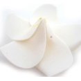 thumbnail image 3 of 100 Pack White Foam Hawaiian Frangipani Artificial Plumeria Flower Petals Cap Ha Happy H, 3 of 4