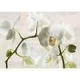 thumbnail image 3 of Jenny, Thomlinson 14x11 Black Modern Framed Museum Art Print Titled - Ivory Orchids, 3 of 5