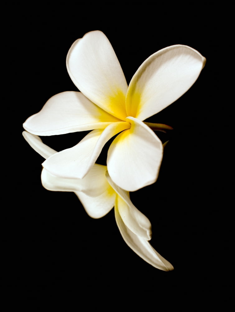 Close Up Of The Whi