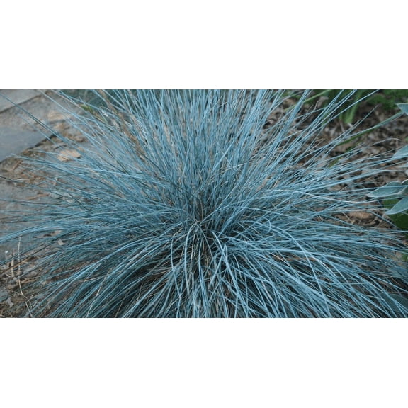 3 Daylily Nursery Elijah Blue Grass in 3.5 Inch Containers