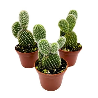 4 Opuntia Microdasys Mini Piante Decorative Cactus Piante Cactus Finto  Piante In Vaso Miniature Decorazioni Per La Casa : : Giardino e  giardinaggio