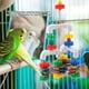 thumbnail image 5 of Juguete Para Mascotas, Juguete Duradero Y Colorido Para Morder Loros, Regalos Para Mascotas Para Loros, Cacatúa Gris Africana Para Guacamayos, 5 of 8