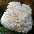 thumbnail image 3 of Gourmet and Medicinal Mushroom Cultures (Bear's Head Mushroom (Hericium abietis)), 3 of 3