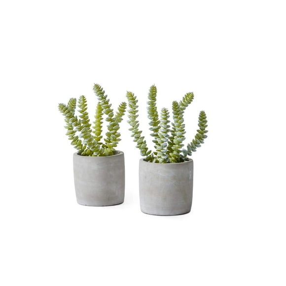 Serene Spaces Living String of Buttons Succulent in Grey Cement Pot, Set of 2, Perfect for Weddings and Home Décor, Real Looking Succulent for Decoration, Measures 4in Diameter x 9.5in High