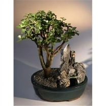 Baby Jade Bonsai Tree - Stone Landscape Scene - Portulacaria Afra