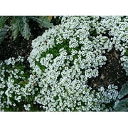 Seed Kingdom 40000 Alyssum Carpet of Snow Flower Seed, Fragrant