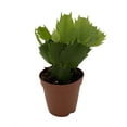 thumbnail image 2 of Thor Series Caroline Christmas Cactus Plant - Zygocactus - 2" Pot, 2 of 4