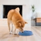thumbnail image 3 of Plato Antideslizante Outward Hound Azul Medio para Perros, 3 of 7