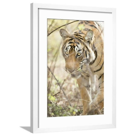 Krishna, T19, Royal Bengal Tiger (Tigris Tigris), Ranthambhore, Rajasthan, India Framed Print Wall Art By Janette (Best Hill Resorts In India)