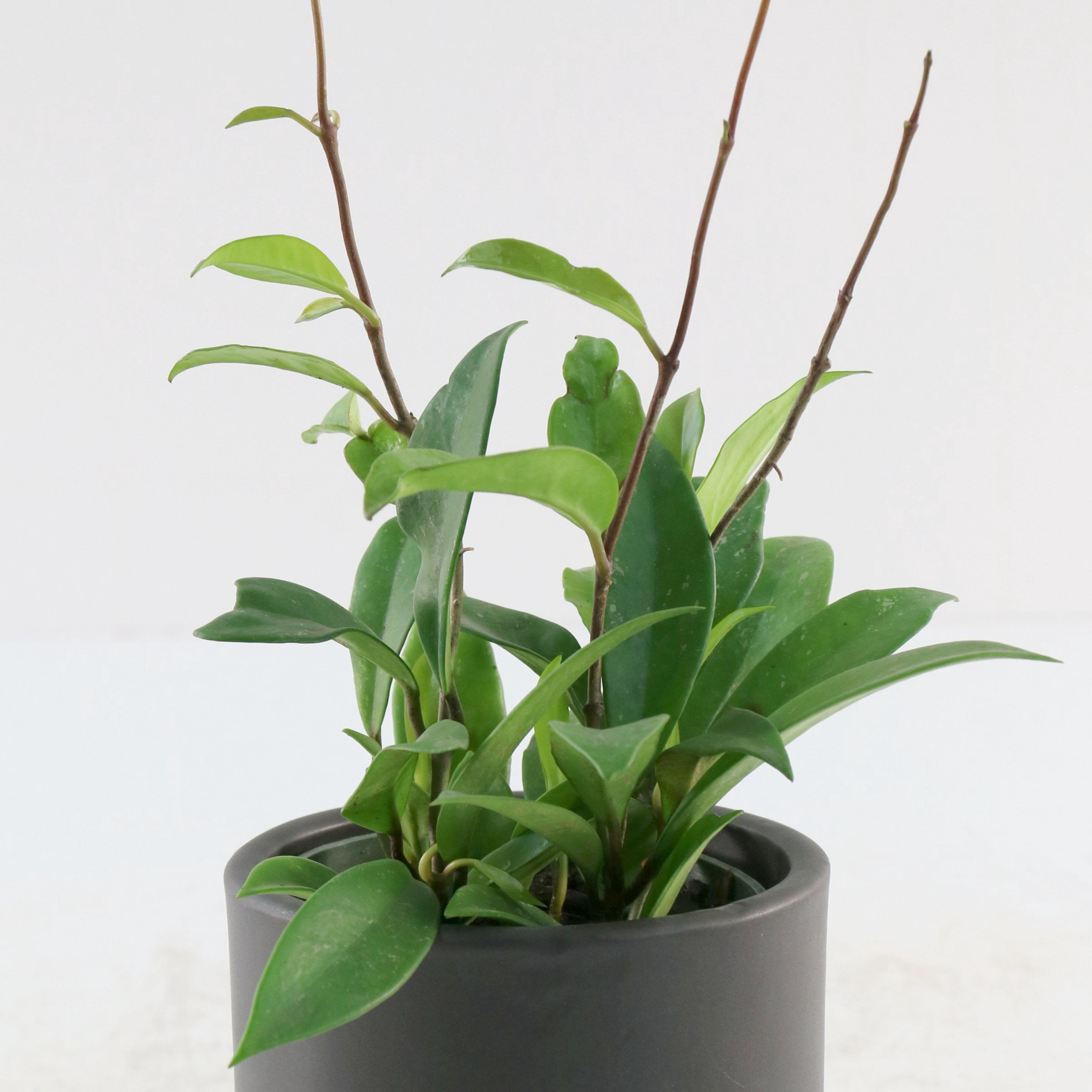 4 in. Hoya Pubicalyx Green Plant in Grower Container (3-Pack)