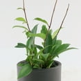 thumbnail image 6 of 4 in. Hoya Pubicalyx Green Plant in Grower Container (3-Pack), 6 of 9