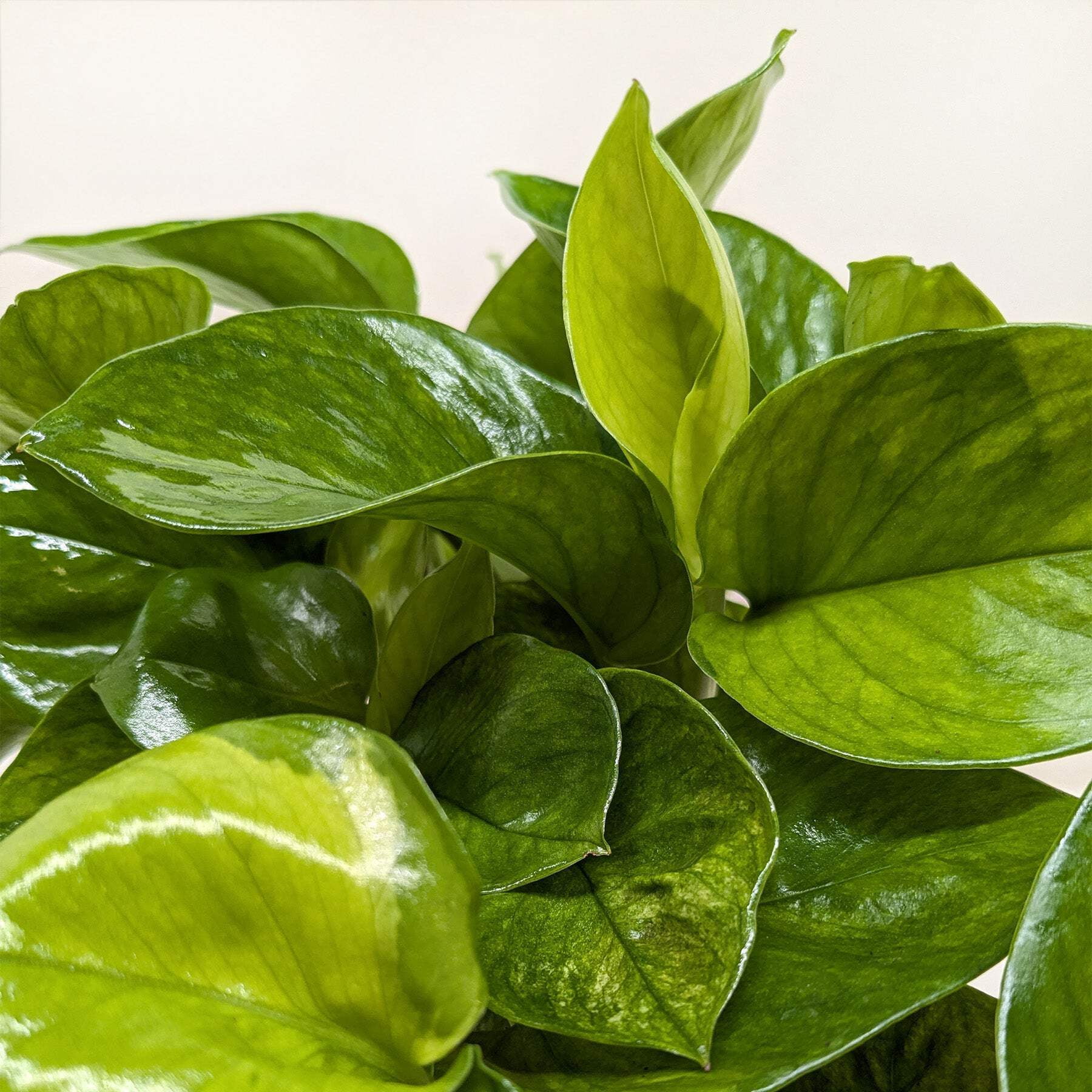Pothos 'Lemon Top', 6" Pot, Indoor Houseplant, Easy Care, Live Plant for Indoor & Outdoor