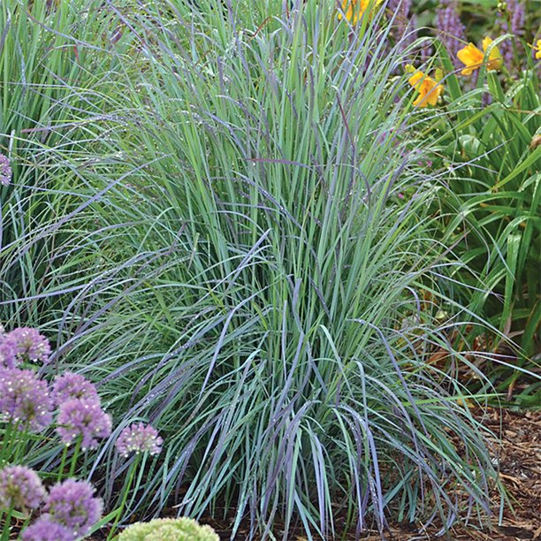 Twilight Zone Bluestem Grass - Schizachyrium - Gallon Pot - Walmart.com ...