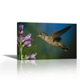 thumbnail image 1 of Broad-tailed Hummingbird feeding on the nectar of a Desert Penstemon flower, New Mexico - Contemporary Fine Art Giclee on Canvas Gallery Wrap - wall décor - Art painting - 36 x 24 Inch - Ready to Hang, 1 of 2