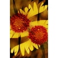 thumbnail image 2 of Bush, Marie 11x14 White Modern Wood Framed Museum Art Print Titled - USA, Colorado, Boulder Gaillardia flower montage, 2 of 4