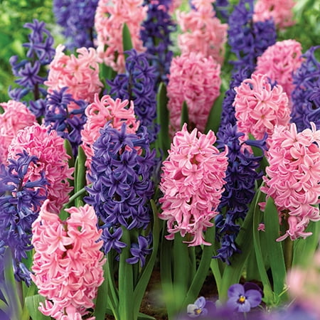 Hyacinth Pack - Hyacinth William & Kate, 12-Pack