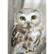 thumbnail image 1 of Cuadros Decorativos 5D DIY diamante pintura completo taladro mosaico kits búho cruz puntada bordado decoración, 1 of 9