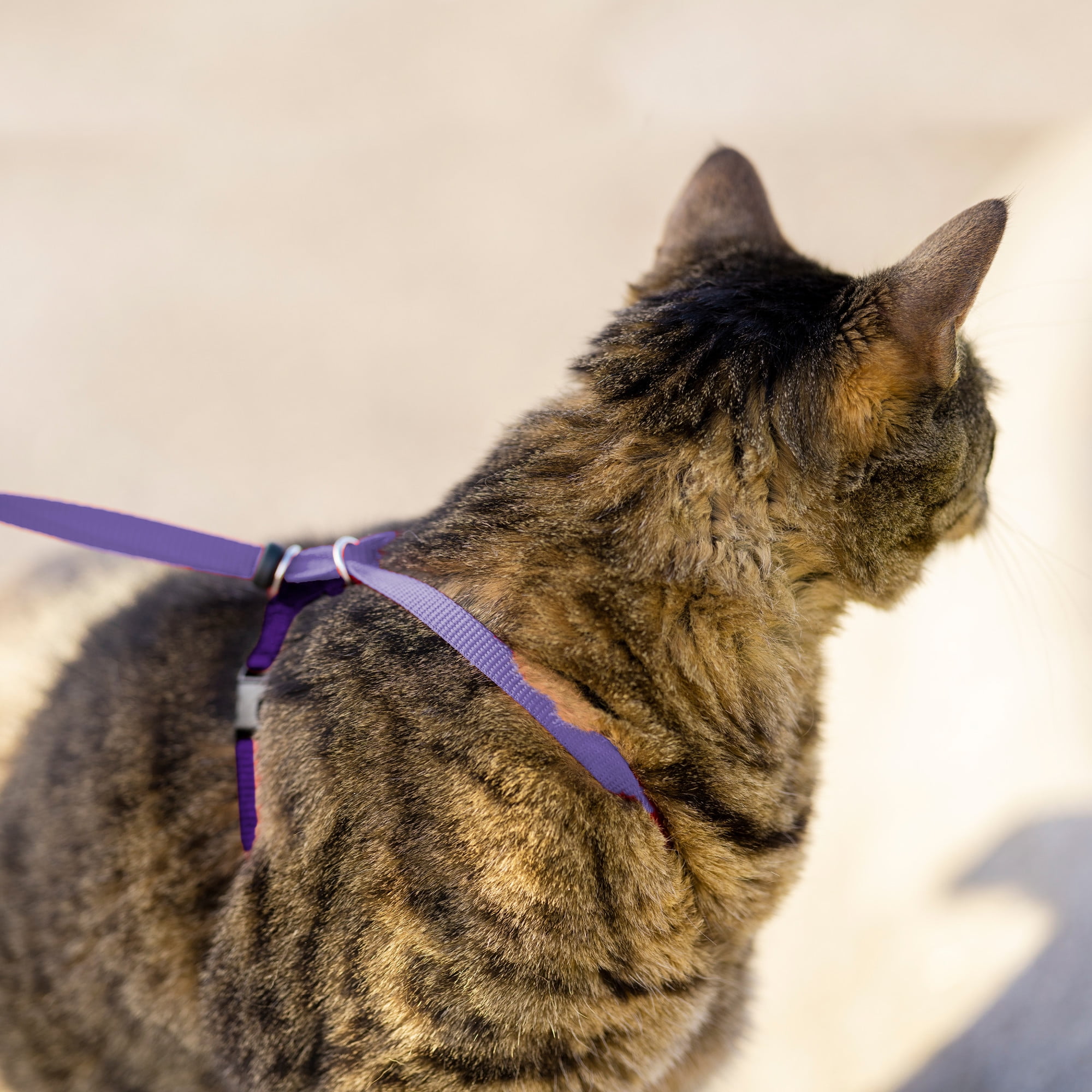 Petsafe come with me cheap kitty harness bungee leash