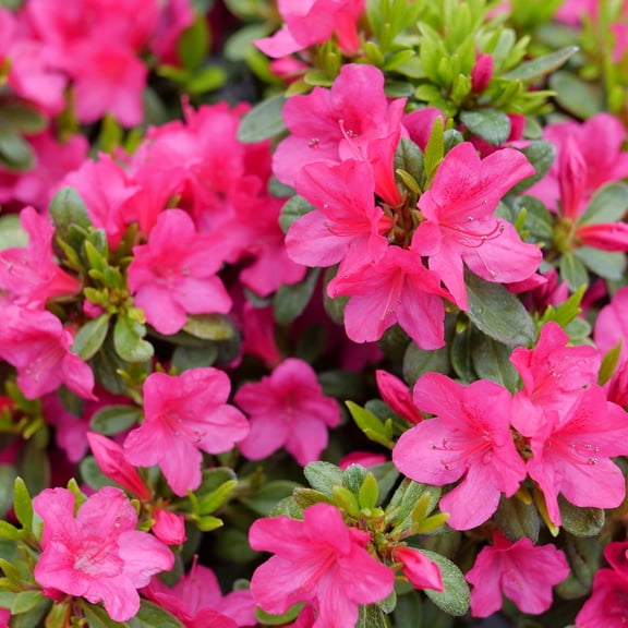 Proven Winners ColorChoice 5" Pink Perfecto Mundo Fuchsia Carpet Reblooming Azalea Live Plant in 4.5" Pot (4 Count)