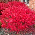 thumbnail image 6 of Burning Bush Plant, Dwarf Burning Bush Tree, Euonymus Burning Bush 4'' Pot, No Ship to AK, HI, PR, 6 of 6