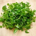 thumbnail image 5 of Curled Cress Seeds - 1 g Packet ~800 Seeds - Non-GMO, Heirloom, Sprouting Seeds for Growing Microgreens, Gardening Baby Salad Greens, 5 of 6