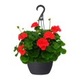 thumbnail image 1 of Expert Gardener 10" Everyday Hanging Basket Flowers, Assorted Colours, 1 of 23
