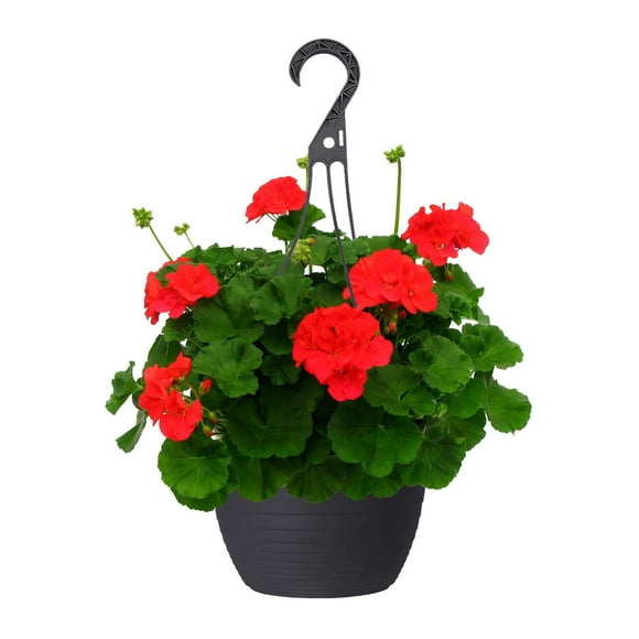 Panier Suspendus De Tous Les Jours Expert Gardener De 10 Pouces Panier Suspendu Fleuri