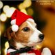 thumbnail image 1 of Dog Christmas Hat Pets Santa Bibs New Year Party Cosplay Costume Clothes Accessories Puppy Cap Cats Bandana Gift Xmas Home Decor, 1 of 4