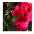 thumbnail image 2 of Planta decorativa en maceta de 7 pulgadas con cover de yute, 2 of 3