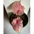 thumbnail image 4 of Blue Buddha Farm: Florida Sweetheart Caladium (2 Bulbs) - Easy to Grow Indoor or Outdoor Perennial Plant, 4 of 12