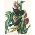 thumbnail image 3 of Audubon, John James 15x18 Black Modern Framed Museum Art Print Titled - Purple Grakle or Common Crow Blackbird, 3 of 5