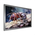 thumbnail image 4 of Designart "Amethyst Microcosm Ant" Animals Ant Picture Framed Canvas Art Print, 4 of 5
