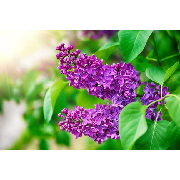 Cz 30 Lilac Bonsai Plant Seeds, Vibrant Purple Blooms