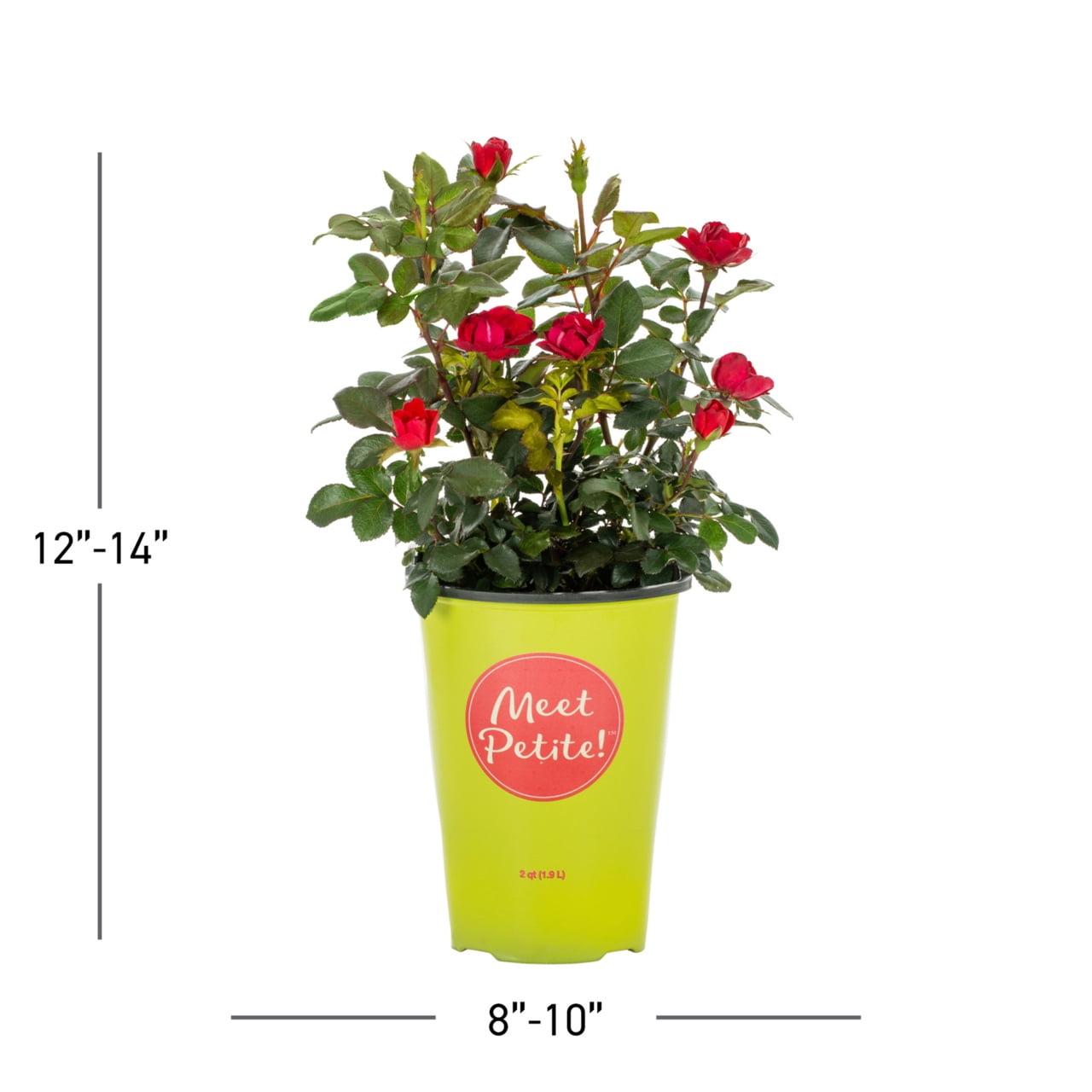 The Knock Out® Family of Roses 'The Petite Knock Out® Rose' Live Shrub in 2-Quart Grower Pot (3-Pack)