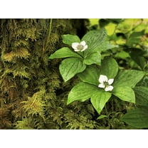 15 Seeds WESTERN BUNCHBERRY Alaskan Dogwood Canadian Cornus Unalaschkensis White Sun or Shade Groundcover Flower Edible Red Berry Herb Seeds
