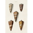 thumbnail image 2 of Unknown 11x14 Black Ornate Wood Framed with Double Matting Museum Art Print Titled - Cone Shell Collection II, 2 of 4
