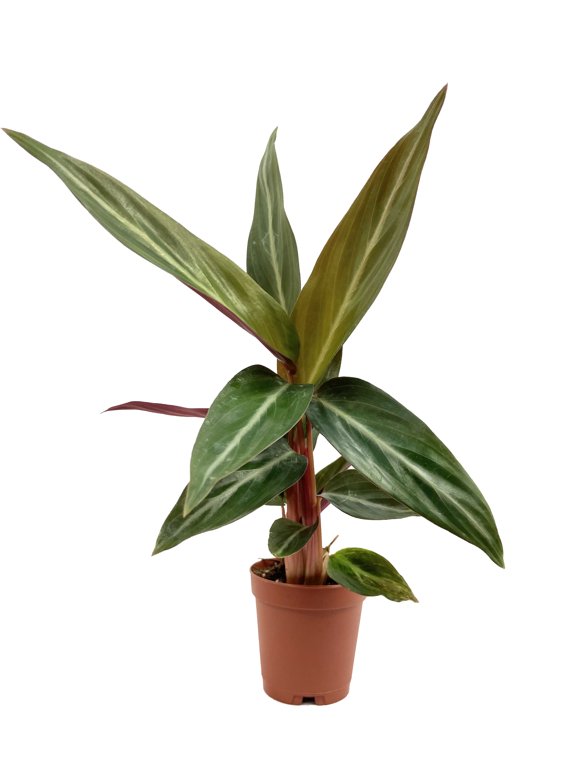 Prayer Plants in Indoor Plants